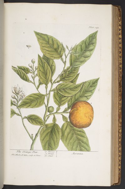 Tallerken 349, fra 