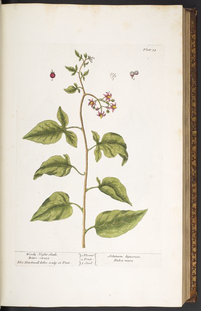 Tallerken 34, Woody Night-Shade, Bitter Sweet, fra 