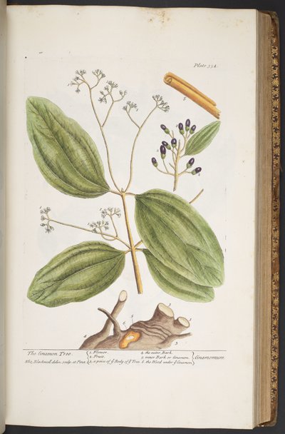 Tallerken 354, fra 