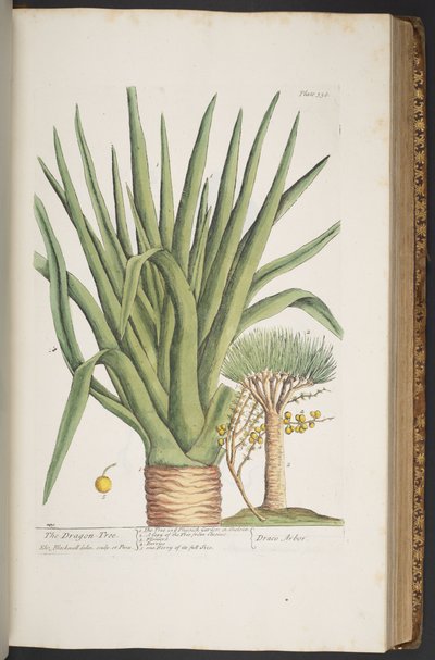Tallerken 358, fra 