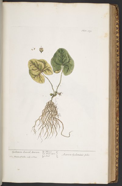 Tallerken 359, fra 
