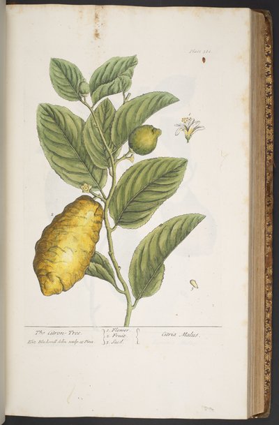 Tallerken 361, fra 