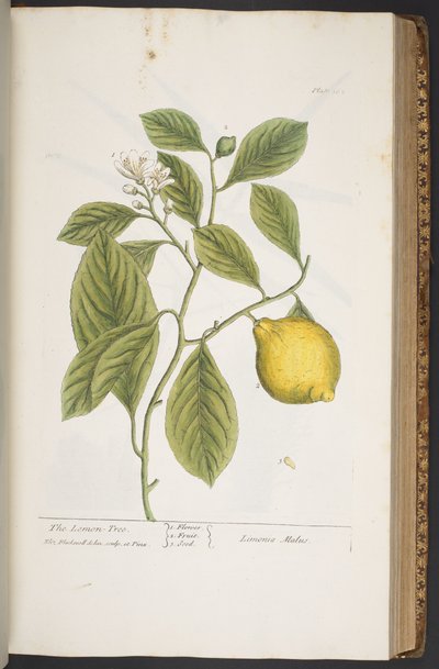 Tallerken 362, fra 