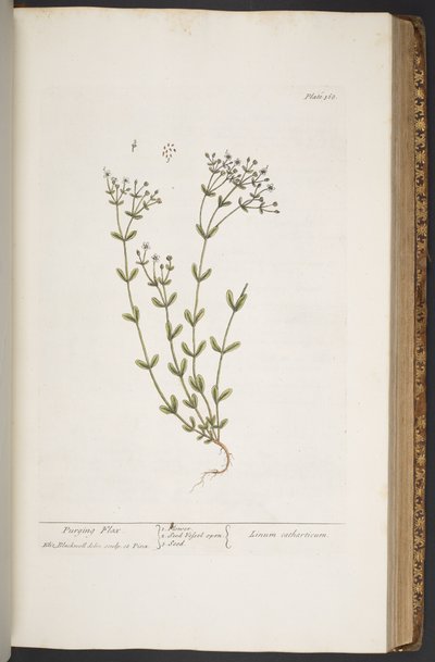 Tallerken 368, fra 
