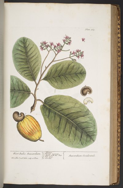 Tallerken 369, fra 