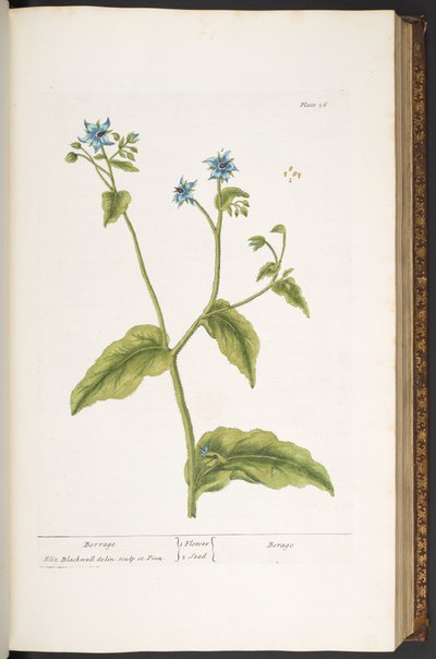 Tallerken 36, Borrage, fra 