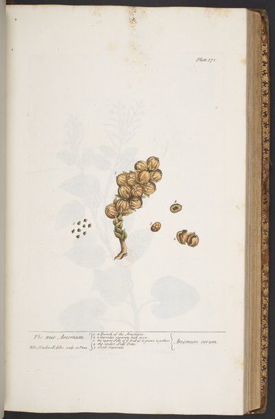 Tallerken 371, fra 