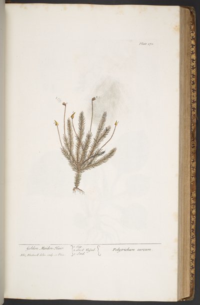 Tallerken 375, fra 