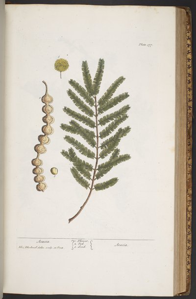 Tallerken 377, fra 