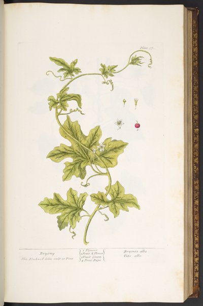 Tallerken 37, Bryony, fra 