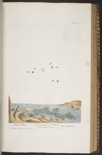 Tallerken 380, fra 