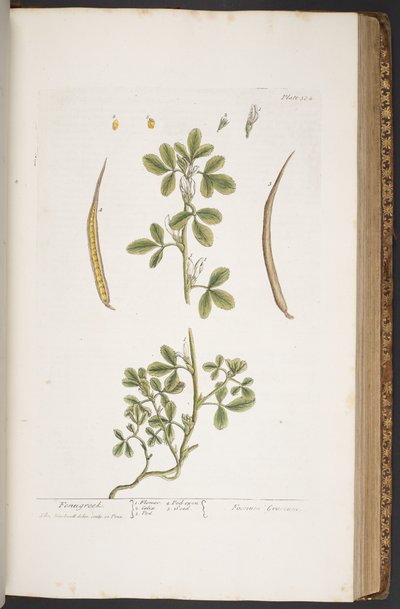 Tallerken 384, fra 