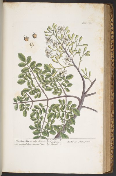 Tallerken 386, fra 