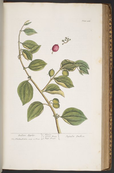 Tallerken 388, fra 