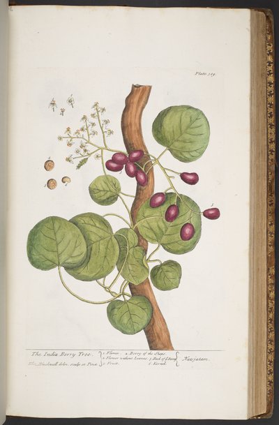 Tallerken 389, fra 