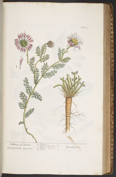 Tallerken 390, Pellitory of Spain, fra 
