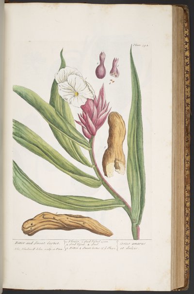 Tallerken 394, fra 