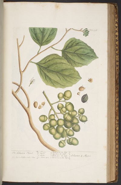 Tallerken 398, fra 