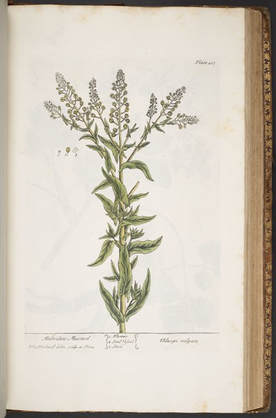 Tallerken 407, fra 