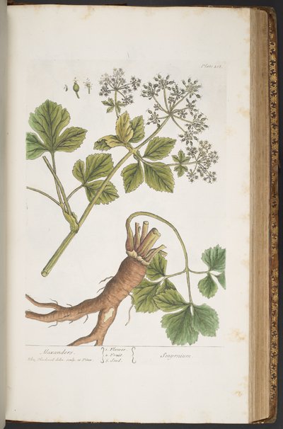 Tallerken 408, Alexanders, fra 