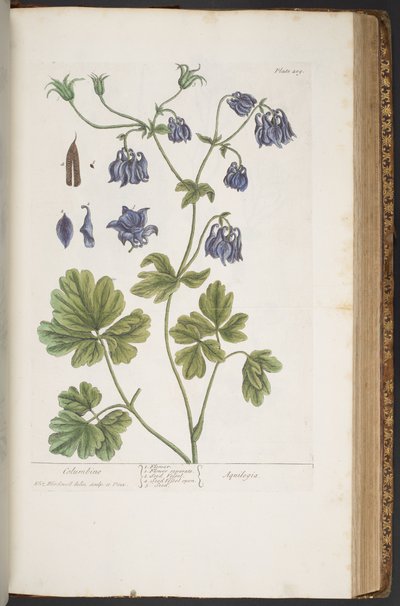 Tallerken 409, fra 