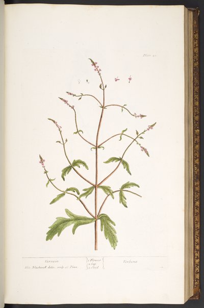 Tallerken 41, Vervain, fra 