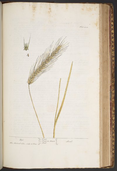 Tallerken 424, fra 