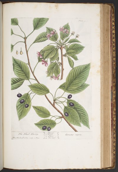 Tallerken 425, fra 