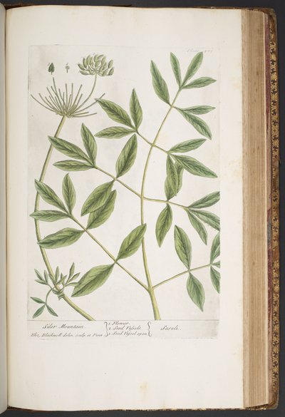 Tallerken 426, fra 