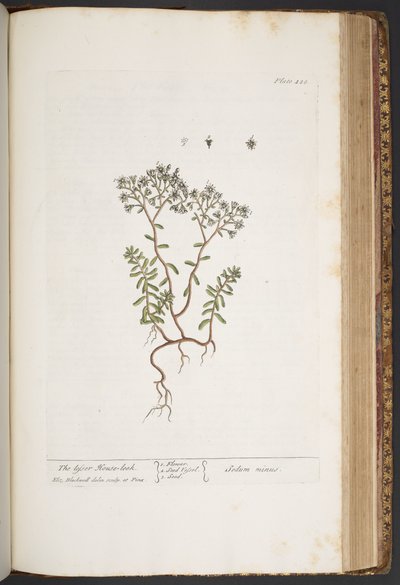 Tallerken 428, fra 