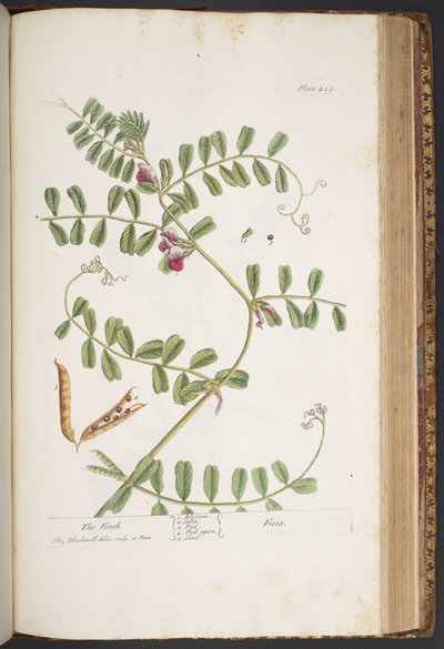 Tallerken 429, fra 