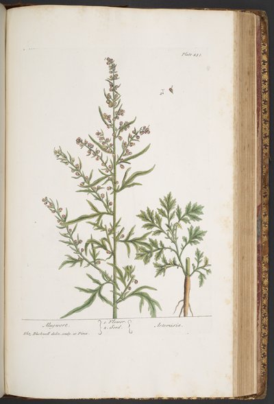 Tallerken 431, fra 