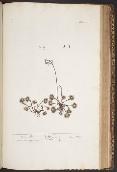 Tallerken 432, fra 