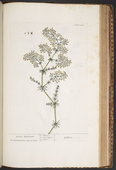 Tallerken 435, Ladies Bedstraw, fra 