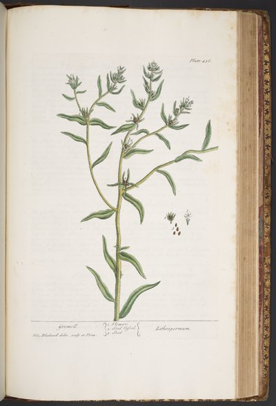 Tallerken 436, fra 