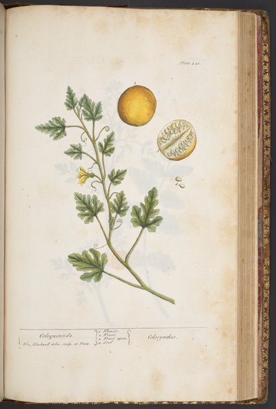 Tallerken 441, fra 