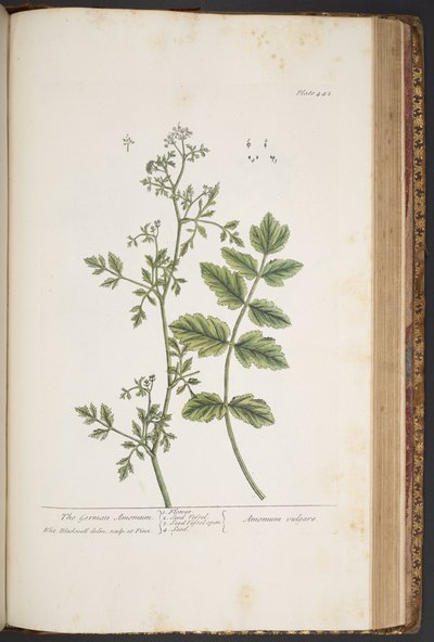 Tallerken 442, fra 