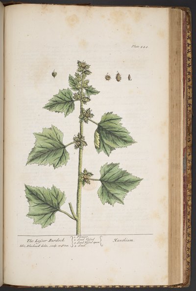 Tallerken 444, fra 