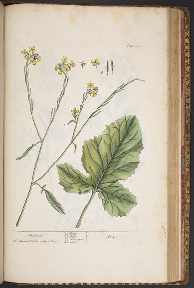 Tallerken 446, fra 
