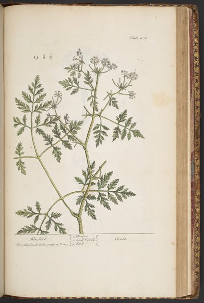 Tallerken 451, fra 