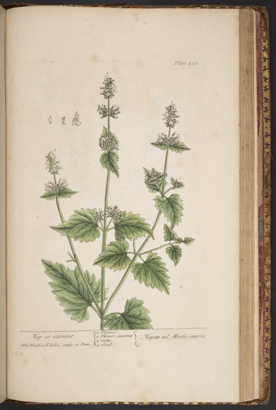 Tallerken 455, fra 