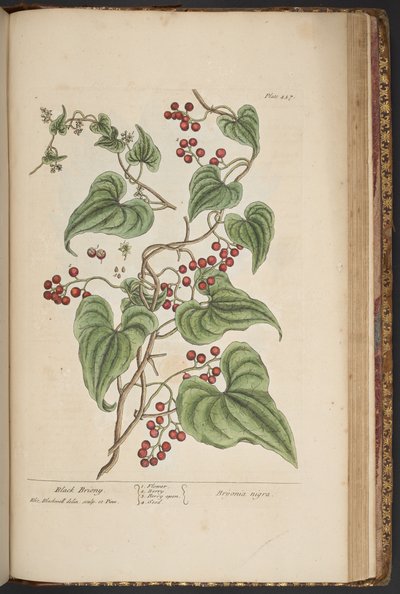 Tallerken 457, fra 