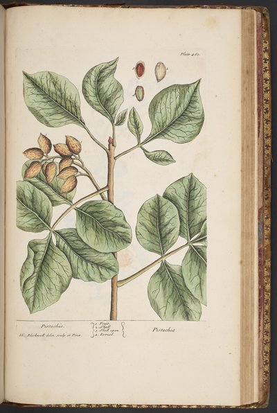 Tallerken 461, fra 