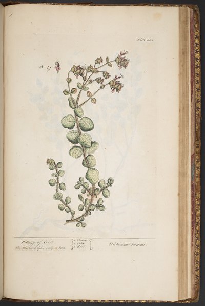 Tallerken 462, fra 