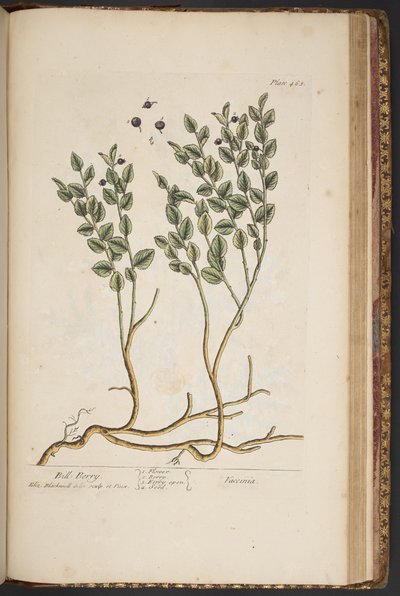 Tallerken 463, fra 
