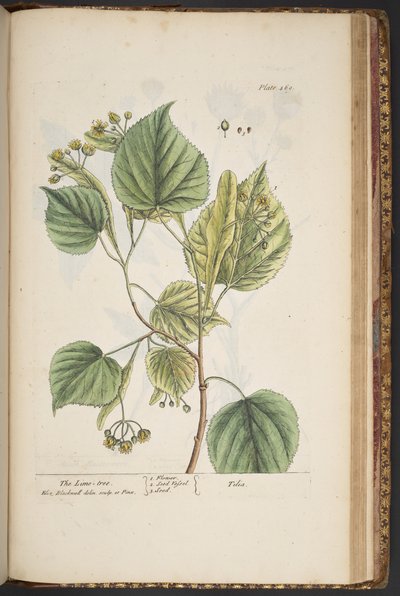 Tallerken 469, fra 