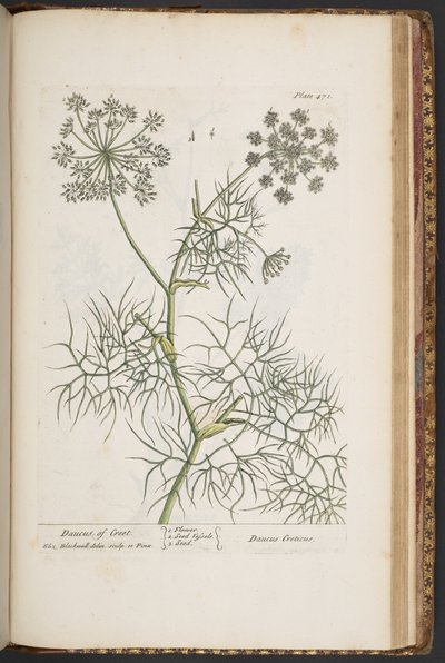 Tallerken 471, fra 
