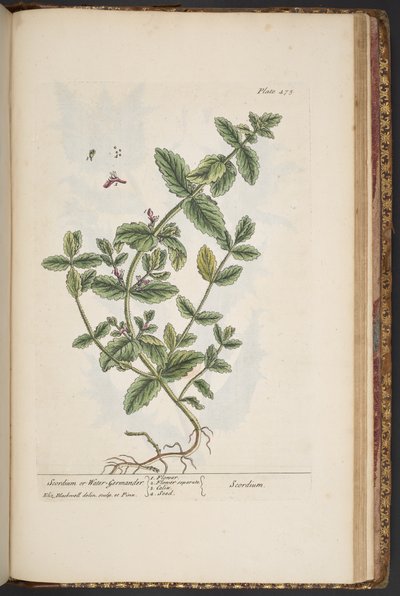 Tallerken 475, fra 