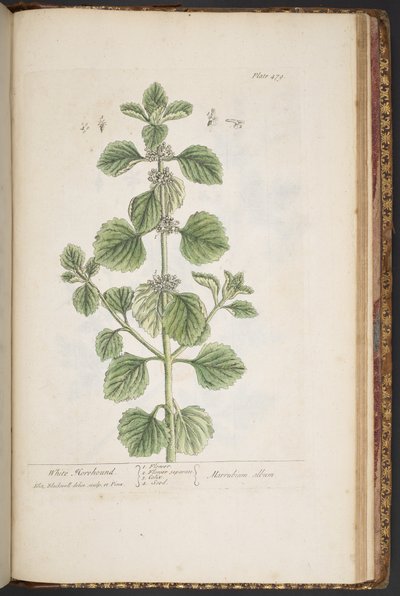 Tallerken 479, fra 