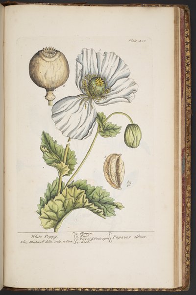 Tallerken 483, fra 